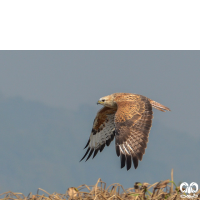 گونه سارگپه پا بلند Long-legged Buzzard